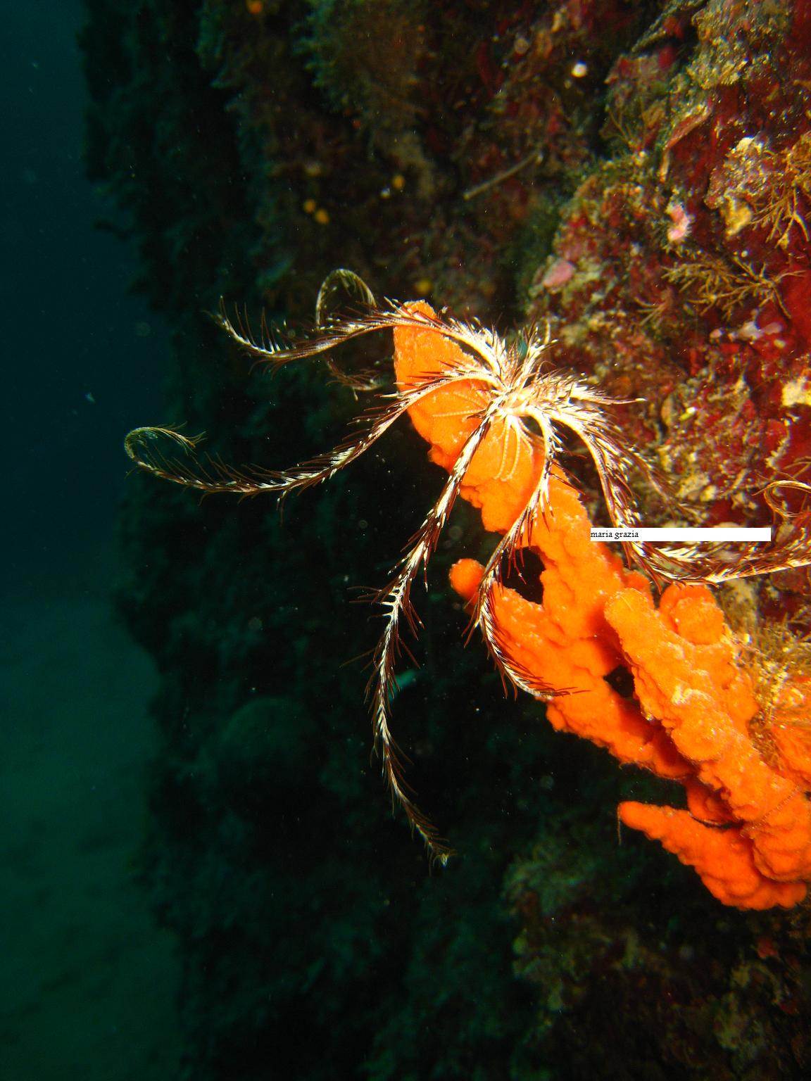 Antedon mediterranea (Lamarck, 1816)